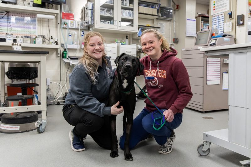 Tiffany Luci (left) and Holly Newberne (right) with Chop a 2 year old Labrador retriever in an examine room.