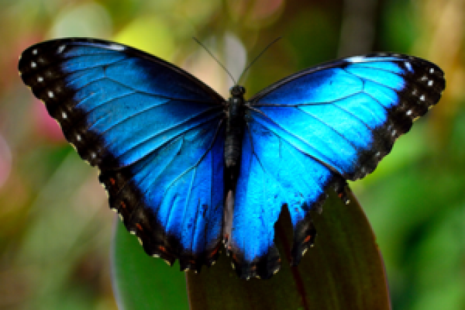 Closeup of blue and black butterfly